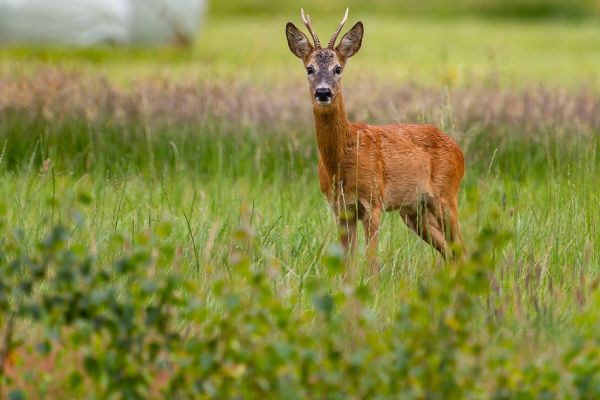 Zeugenaufruf nach möglicher Jagdwilderei bei Celle!