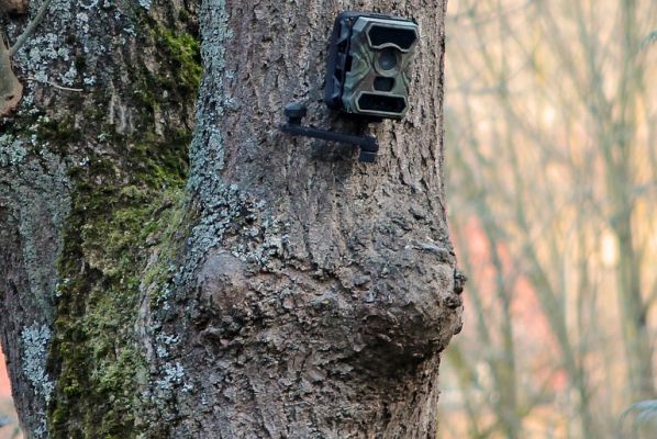 Wolfsaktivist wegen Diebstahl von Wildkamera verurteilt