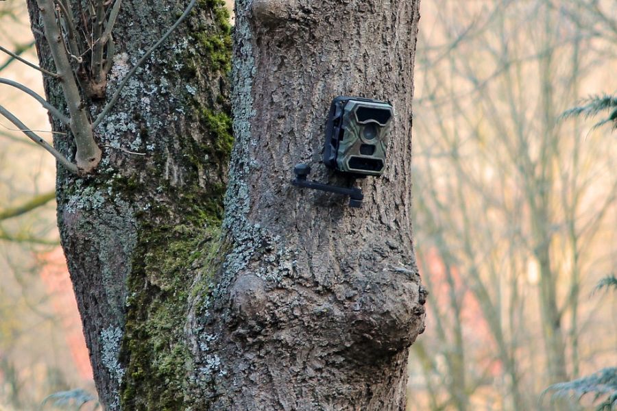 Eine Wildkamera, die an einem Baum angebracht worden ist. (Symbolbild: HarryStueber auf Pixabay)