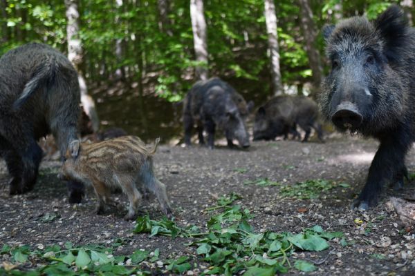 Warnung vor Aujeszkyscher Krankheit im Landkreis Nienburg bleibt bestehen