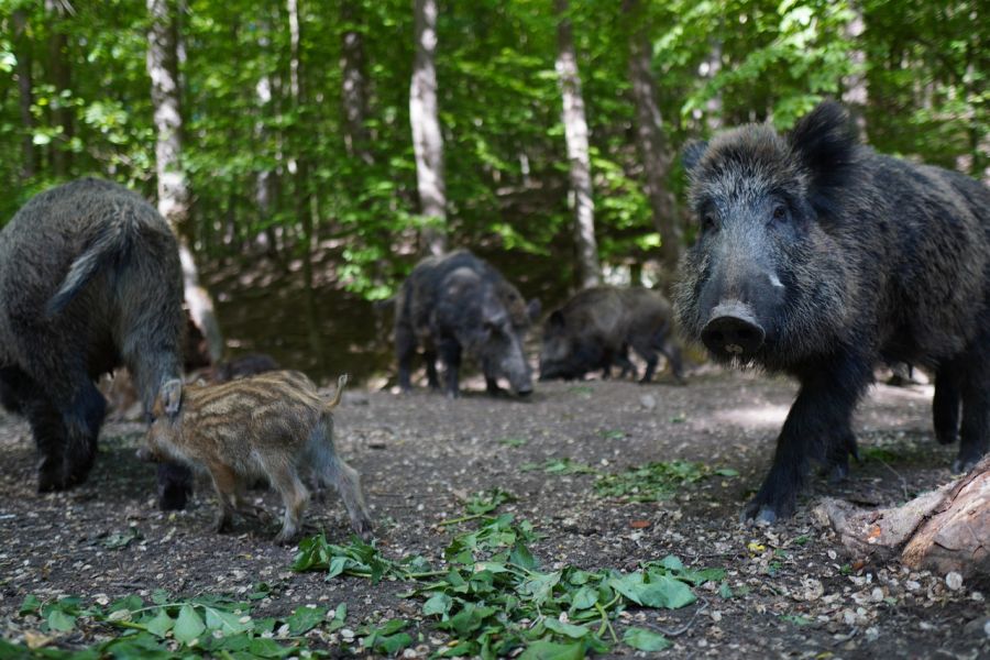 Eine Rotte Wildschweine. (Symbolbild: Michal Renčo auf Pixabay)