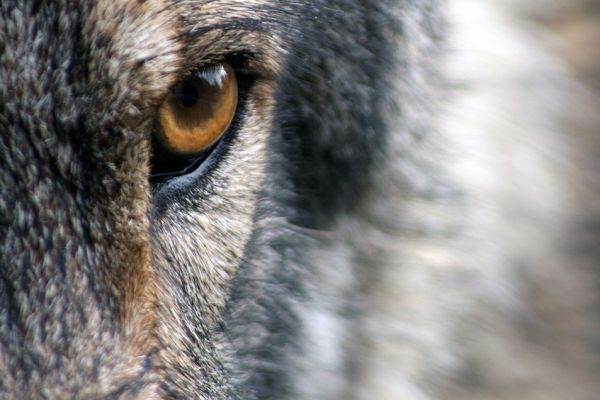 Gericht stoppt Wolfsentnahme in Niedersachsen