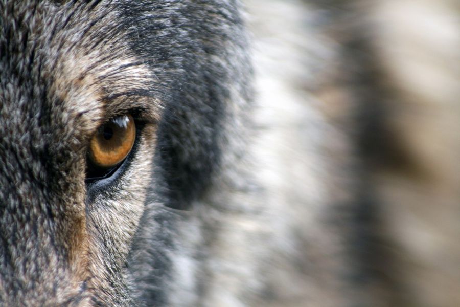 Das Auge eines Wolfes. (Symbolbild: Sandra Petersen auf Pixabay)