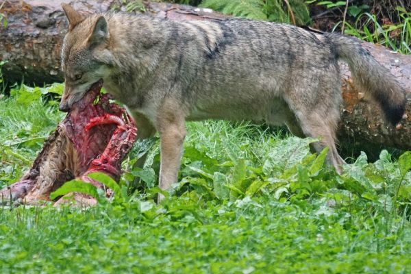 Neuer Wolfsnachweis im Westmünsterland