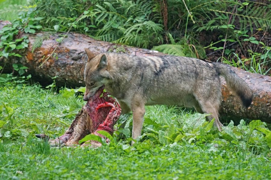 Ein Wolf an einem Riss. (Symbolbild: Marcel Langthim auf Pixabay)