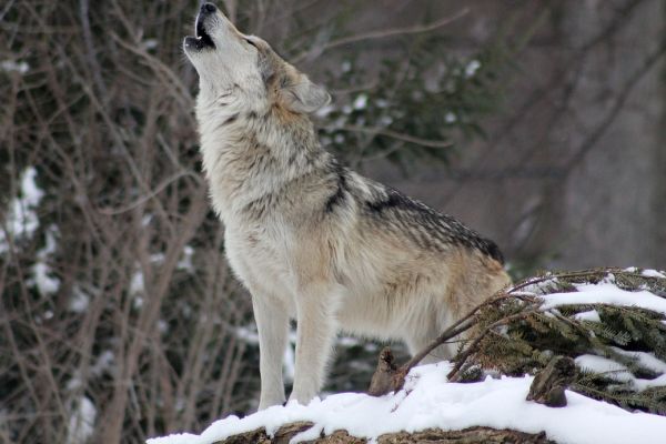 Verkehrsunfall mit mutmaßlichem Wolf auf der B500 bei Schluchsee