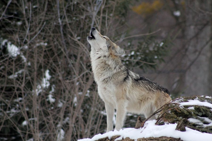 Ein heulender Wolf auf einer verschneiten Anhöhe in einem Wald. (Symbolbild: Steve Fehlberg auf Pixabay)