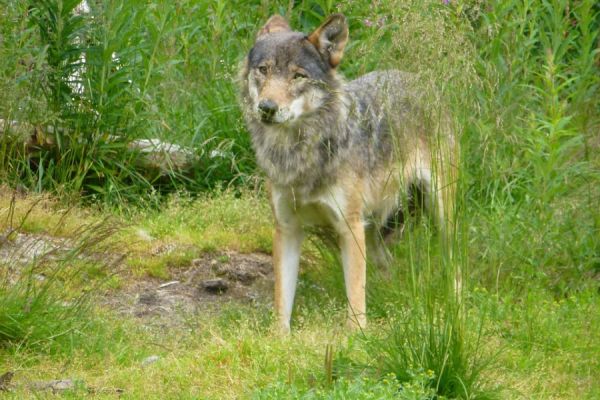 Erneuter Wolfsnachweis in Rutesheim