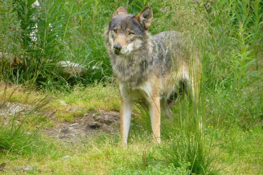 Ein Wolf auf einer Kalamitätsfläche in einem Wald. (Symbolbild: jo9 auf Pixabay)
