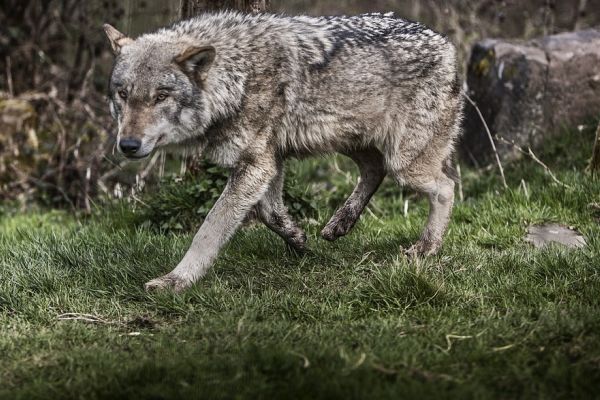 Wolf stirbt nach Kollision mit Auto auf der B 440