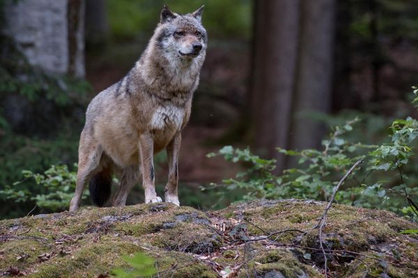 „Schnellabschussverfahren“: Oberverwaltungsgericht bestätigt Wolf-Abschussgenehmigung