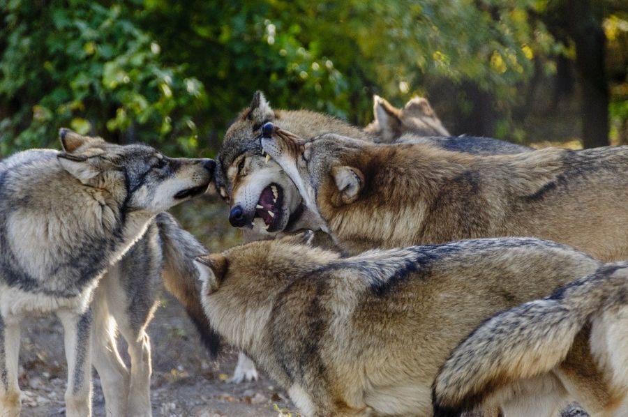 Viele Wölfe, viel Schaden: Hier ein Wolfsrudel. (Symbolbild: István Károly Bőcs auf Pixabay)