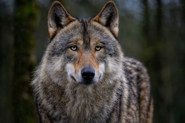 Aktionsbündnis stellt Mitarbeit im „Dialogforum Wolf“ ein