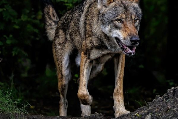 Stillstand in der Wolfspolitik setzt Weidetierhaltung aufs Spiel