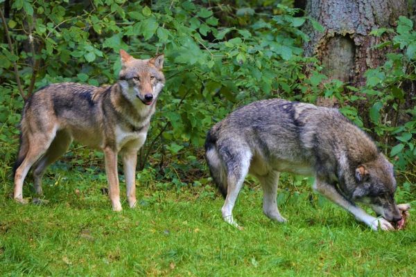 Zahl illegaler Wolfstötungen verdoppelt