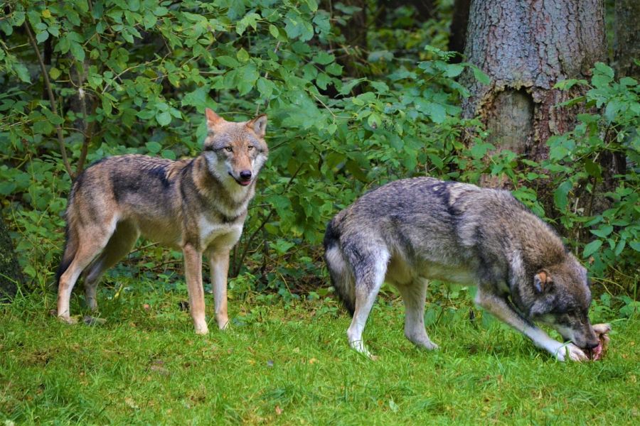Zwei Wölfe, von denen einer gerade frisst. (Symbolbild: Olle August auf Pixabay)
