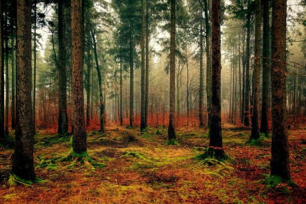 Forstliches Gutachten: Wieder Frieden in Bayerns Wäldern