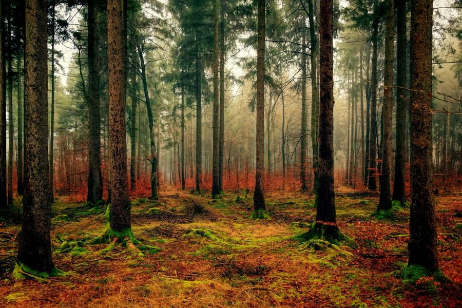 Wald. (Symbolbild: Joe auf Pixabay)