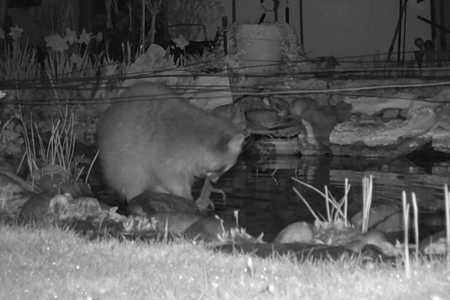 Die Wildtierkamera zeigt, wie ein Waschbär einen Frosch in der Nacht erbeutet hat. (Foto: Senckenberg)