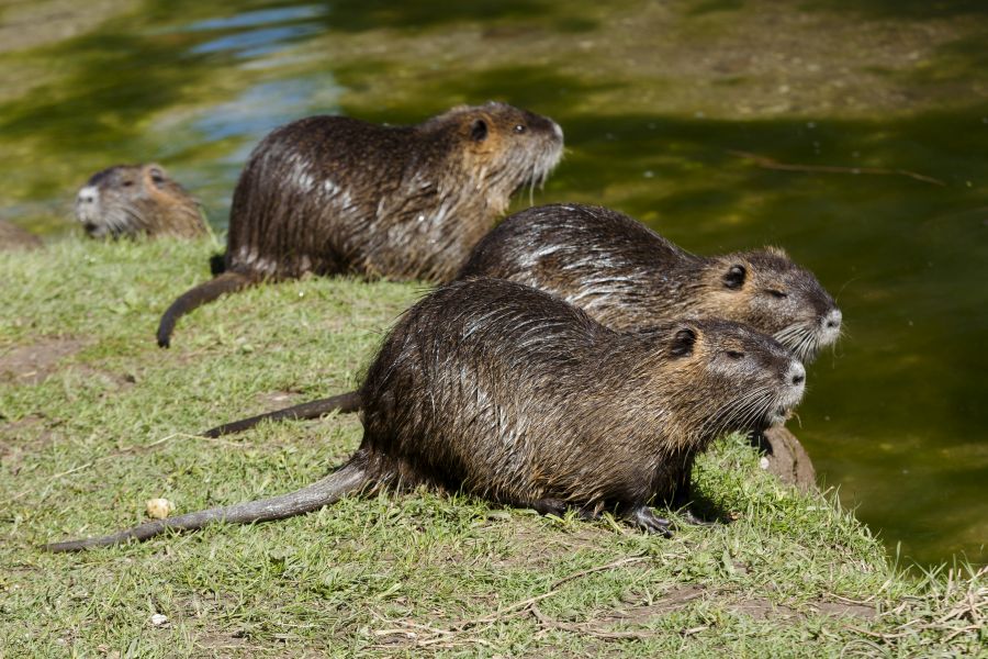 SPD lehnt Fangjagd auf invasive Nutria ab. (Symbolbild: iStock/Tylinek)