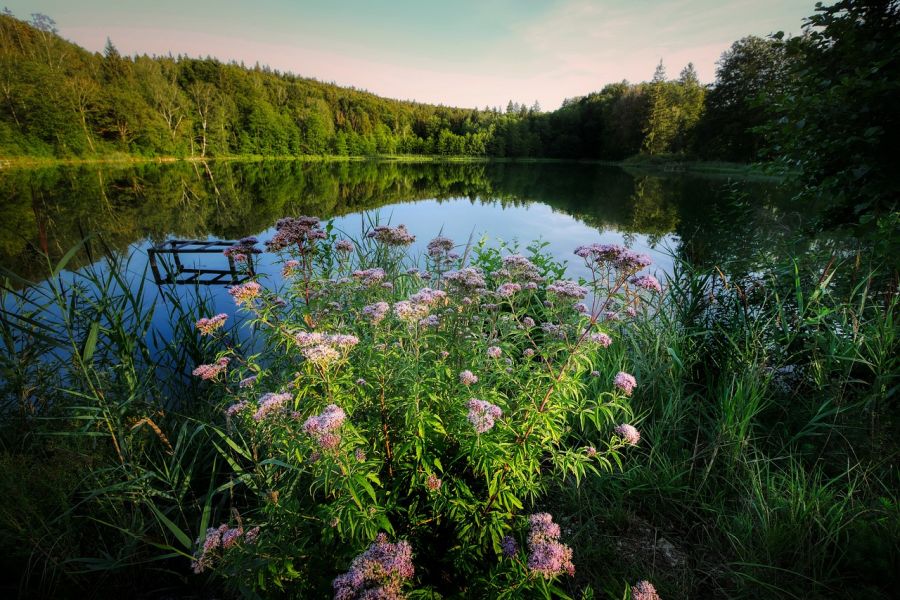 Ein Weiher in einem Wald. (Symbolbild: Albrecht Fietz auf Pixabay)