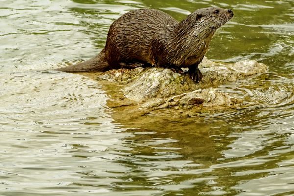 Pauschalerlaubnis für Fischotter-Abschuss gestoppt