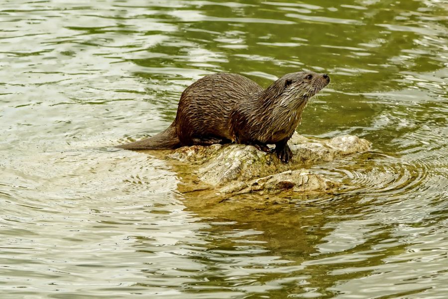 Ein Fischotter. (Symbolbild: Sabine auf Bixabay)