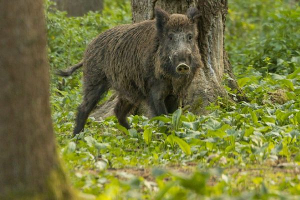 Erstmals ein Fall von Afrikanischer Schweinepest (ASP) in Hessen