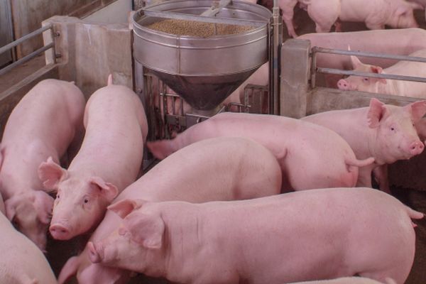 Verdacht auf Afrikanische Schweinepest in Mecklenburg-Vorpommern bestätigt